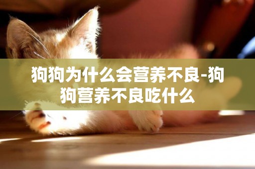 狗狗為什么會營養不良-狗狗營養不良吃什么