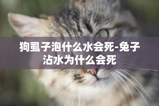 狗虱子泡什么水會死-兔子沾水為什么會死