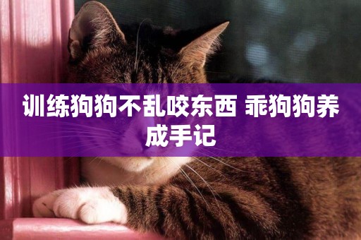 訓練狗狗不亂咬東西 乖狗狗養成手記