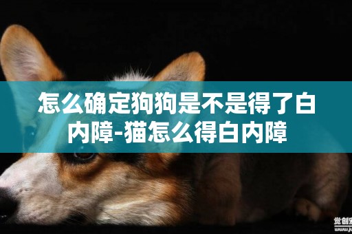 怎么確定狗狗是不是得了白內障-貓怎么得白內障