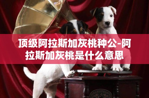 頂級阿拉斯加灰桃種公-阿拉斯加灰桃是什么意思