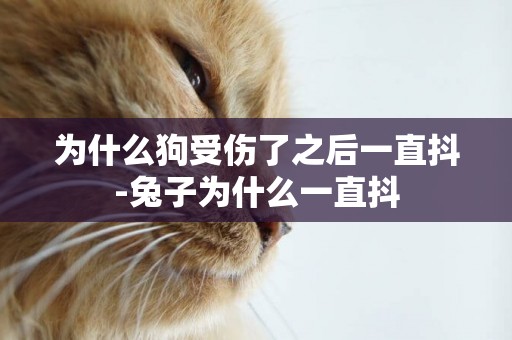 為什么狗受傷了之后一直抖-兔子為什么一直抖