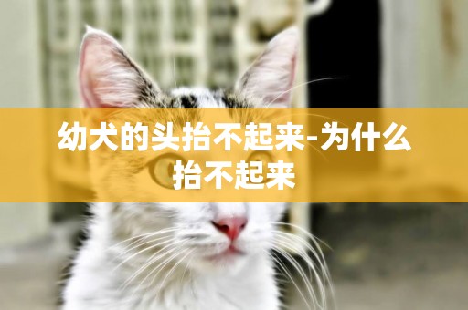 幼犬的頭抬不起來-為什么抬不起來