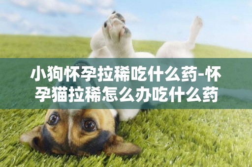 小狗懷孕拉稀吃什么藥-懷孕貓拉稀怎么辦吃什么藥