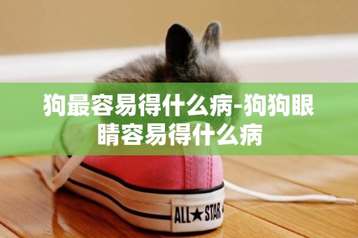 狗最容易得什么病-狗狗眼睛容易得什么病