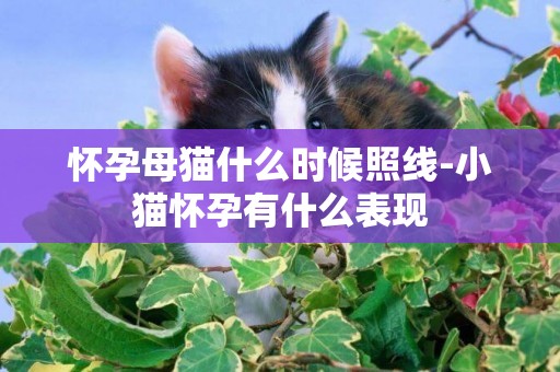 懷孕母貓什么時候照線-小貓懷孕有什么表現