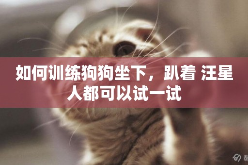 如何訓練狗狗坐下，趴著 汪星人都可以試一試