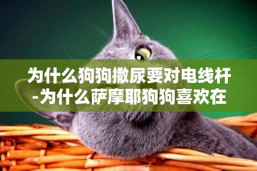 為什么狗狗撒尿要對電線桿-為什么薩摩耶狗狗喜歡在樹邊或者電線桿旁尿尿呢