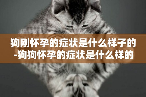 狗剛懷孕的癥狀是什么樣子的-狗狗懷孕的癥狀是什么樣的