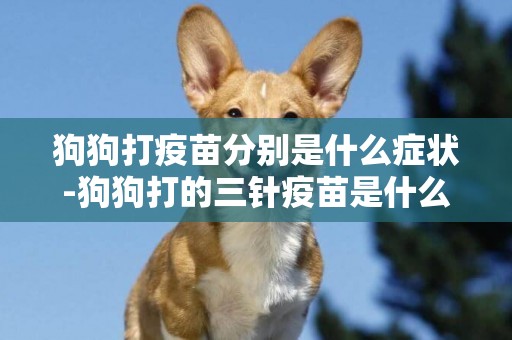 狗狗打疫苗分別是什么癥狀-狗狗打的三針疫苗是什么