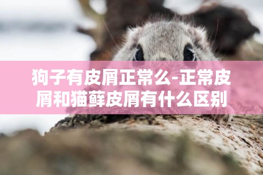狗子有皮屑正常么-正常皮屑和貓蘚皮屑有什么區別