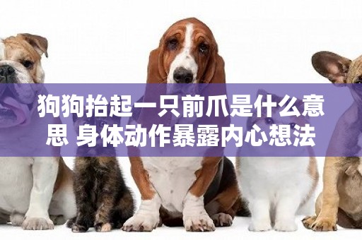 狗狗抬起一只前爪是什么意思 身體動作暴露內心想法