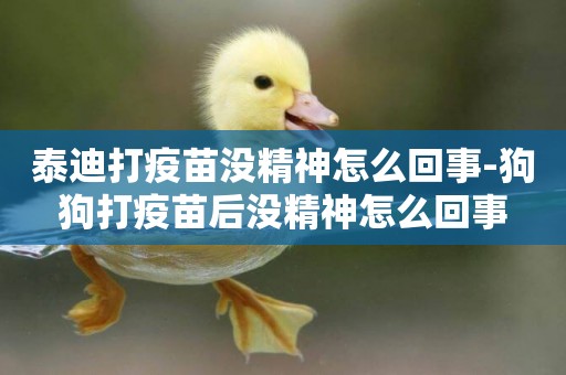 泰迪打疫苗沒精神怎么回事-狗狗打疫苗后沒精神怎么回事