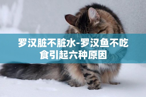 羅漢臟不臟水-羅漢魚不吃食引起六種原因