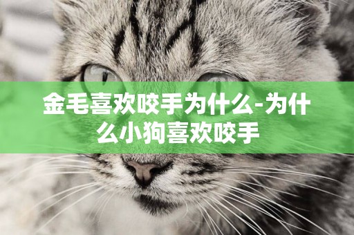 金毛喜歡咬手為什么-為什么小狗喜歡咬手