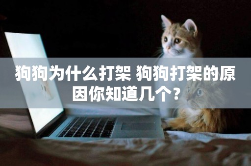 狗狗為什么打架 狗狗打架的原因你知道幾個？
