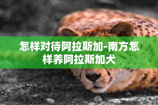 怎樣對待阿拉斯加-南方怎樣養阿拉斯加犬