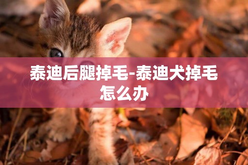 泰迪后腿掉毛-泰迪犬掉毛怎么辦