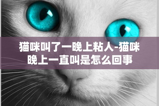 貓咪叫了一晚上粘人-貓咪晚上一直叫是怎么回事