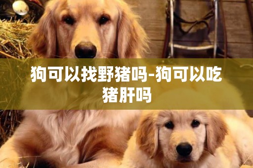 狗可以找野豬嗎-狗可以吃豬肝嗎