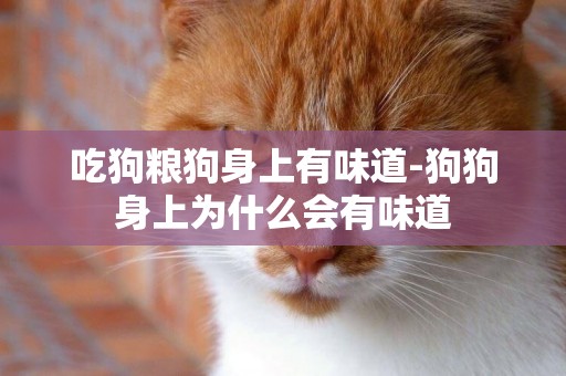 吃狗糧狗身上有味道-狗狗身上為什么會有味道