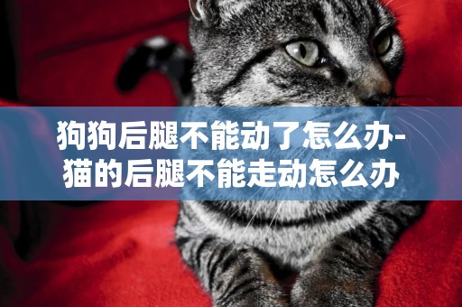 狗狗后腿不能動了怎么辦-貓的后腿不能走動怎么辦