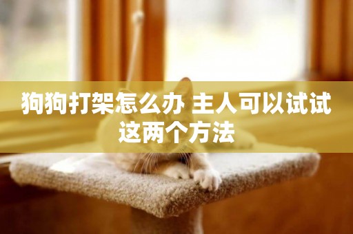 狗狗打架怎么辦 主人可以試試這兩個方法
