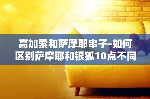 高加索和薩摩耶串子-如何區別薩摩耶和銀狐10點不同