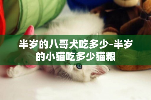半歲的八哥犬吃多少-半歲的小貓吃多少貓糧