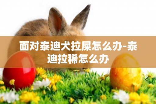 面對泰迪犬拉屎怎么辦-泰迪拉稀怎么辦