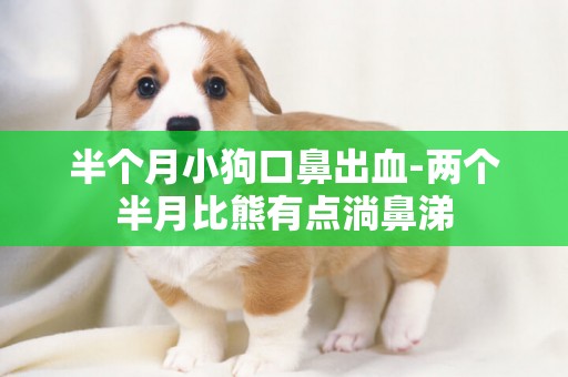 半個月小狗口鼻出血-兩個半月比熊有點淌鼻涕