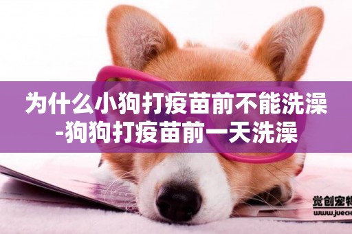 為什么小狗打疫苗前不能洗澡-狗狗打疫苗前一天洗澡