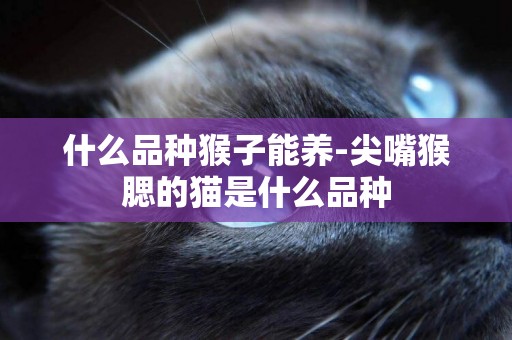 什么品種猴子能養-尖嘴猴腮的貓是什么品種