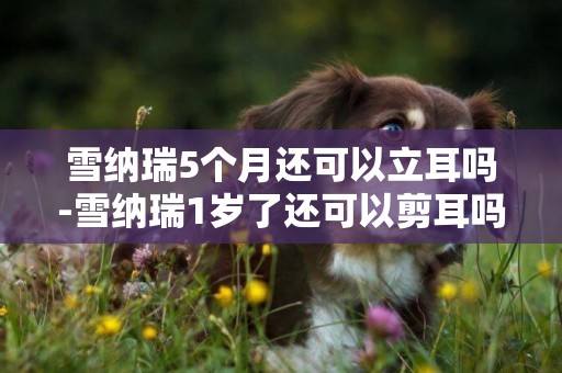 雪納瑞5個月還可以立耳嗎-雪納瑞1歲了還可以剪耳嗎