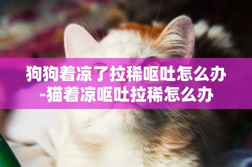狗狗著涼了拉稀嘔吐怎么辦-貓著涼嘔吐拉稀怎么辦