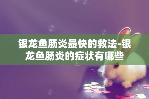 銀龍魚腸炎最快的救法-銀龍魚腸炎的癥狀有哪些