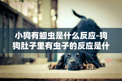 小狗有蛔蟲是什么反應-狗狗肚子里有蟲子的反應是什么