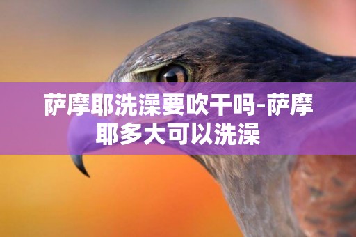 薩摩耶洗澡要吹干嗎-薩摩耶多大可以洗澡