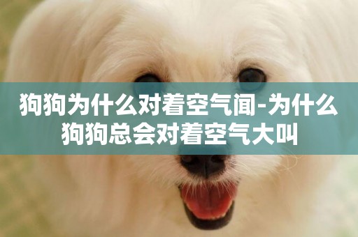 狗狗為什么對著空氣聞-為什么狗狗總會對著空氣大叫