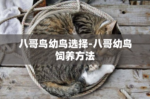 八哥鳥幼鳥選擇-八哥幼鳥飼養方法