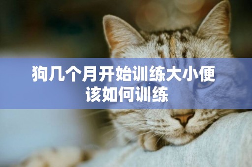 狗幾個月開始訓練大小便 該如何訓練