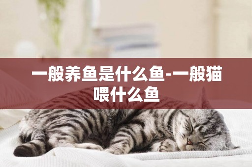 一般養魚是什么魚-一般貓喂什么魚