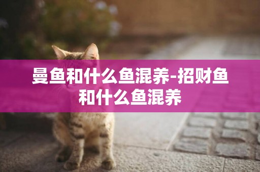 曼魚和什么魚混養-招財魚和什么魚混養