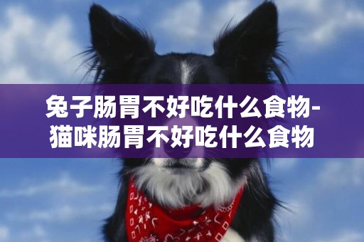 兔子腸胃不好吃什么食物-貓咪腸胃不好吃什么食物