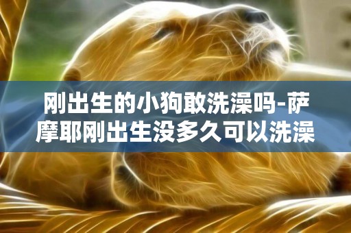 剛出生的小狗敢洗澡嗎-薩摩耶剛出生沒多久可以洗澡嗎