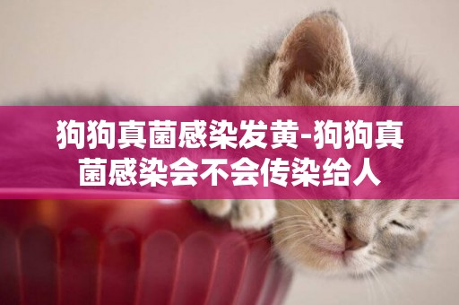 狗狗真菌感染發黃-狗狗真菌感染會不會傳染給人