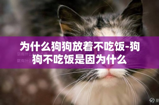 為什么狗狗放著不吃飯-狗狗不吃飯是因為什么