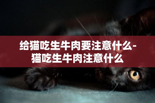 給貓吃生牛肉要注意什么-貓吃生牛肉注意什么