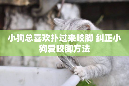 小狗總喜歡撲過來咬腳 糾正小狗愛咬腳方法