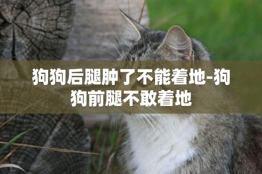 狗狗后腿腫了不能著地-狗狗前腿不敢著地